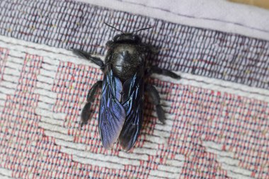 Hindistan 'da kapı paspasında marangoz arısı, Hint evi. Kanatların parlak mavi ve mor renkleri vardır. Simsiyah jetin başı