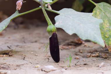 Brinjal ya da Patlıcan bitkileri hafif mor çiçekli çalılar büyüyüp verimli topraklarda, çiftlikte ya da arka bahçede küçük bebek meyvelerine akarlar.
