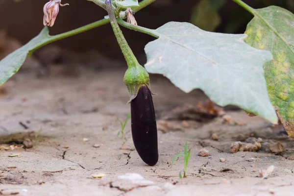 Brinjal Atau Aubergine Tanaman Semak Dengan Cahaya Bunga Ungu Tumbuh — Stok Foto