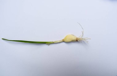 Taze sarımsak kabuğu filizleniyor ve kök ve yaprakla büyüyor. Tek sarımsaklı karanfil kökünden sökülüyor