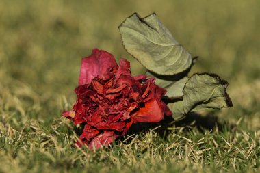 Kuru gül. Çiçek açan parlak kırmızı gülün yakın çekimi doğal olarak yeşil çimlerin üzerine düştü. Saplı ve yapraklı kuru gül çiçeği. Gün ışığında parlak kırmızı kurutulmuş taç yaprakları.