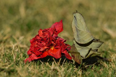 Tamamen çiçeklenmiş parlak kırmızı doğal olarak kurumuş gül yeşil çimlerin üzerine düştü. Saplı ve yapraklı kuru gül çiçeği. Gün ışığında parlak kırmızı kurutulmuş taç yaprakları.