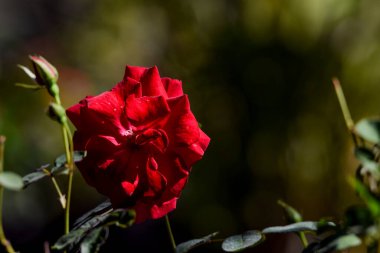 Bulanık arkaplanı olan güzel kırmızı gül sapı. Desi ya da Kaşmir gülü olarak da bilinen yeşil arka planlı Hint gülünün yakın plan görüntüsü. Duvar kağıdı poster kullanımı için metin yazmak için boşluk.