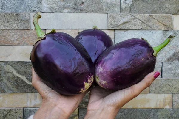 Samice Držící Velkou Fialovou Brinjal Nebo Lilkovou Asijskou Zeleninu Používanou — Stock fotografie