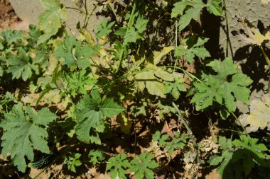 Bitterkabağı ya da Bittermelon ya da Karela ev bahçesinde yetişen organik Hint Asya sebzesi. Sarı çiçeklerle meyve yetişiyor. Acı kabak bitkileri