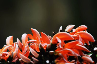 Orman çiçeğinin Piç Tik Alevi 'ne yakın. Renkli çiçek buketlerinin tek permalı arkaplanı.