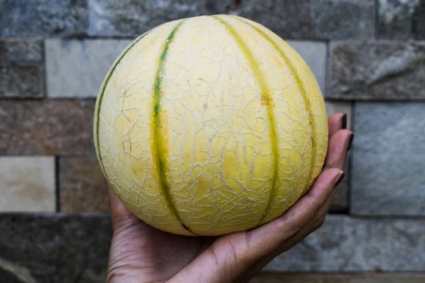 Femmina Che Tiene Frutta Melone Indiana Palma Azienda Agricola Biologica — Foto Stock