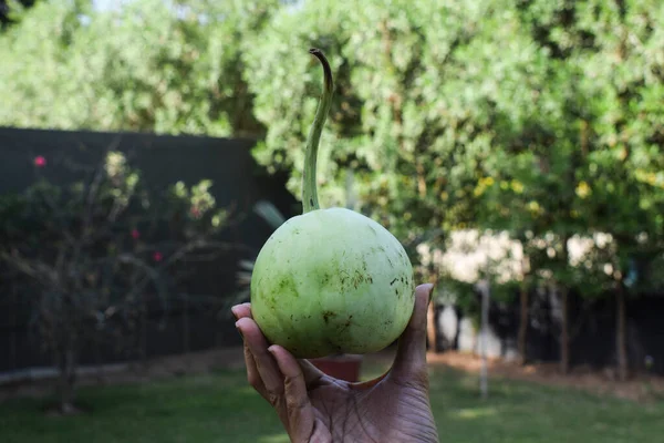 Weibchen Mit Frischen Früchten Bio Granatäpfel Garten Bauernhaus Rasen Frisch — Stockfoto