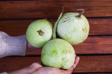 Kadın elinde yuvarlak bir şişe kabağı tutuyor. Hint Asyalı küre biçimli organik kabak koparılmış.