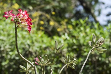Hindistan 'dan taze Kesar Mango çeşidi, Gir Gujarat' ta yetişen Maharastra 'da Aromatik aromalı organik mangolar. Yaz mevsimi özel meyveleri Mangoe meyvelerin kralı olarak bilinir. mangolar sepette