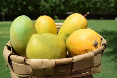 Hindistan 'dan taze Kesar Mango çeşidi, Gir Gujarat' ta yetişen Maharastra 'da Aromatik aromalı organik mangolar. Yaz mevsimi özel meyveleri Mangoe meyvelerin kralı olarak bilinir. mangolar sepette