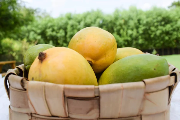 Свіжий Різновид Kesar Mango Індії Вирощений Gir Gujarat Також Махарастрі — стокове фото