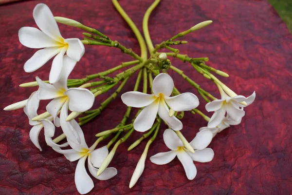 Beautiful Plumeria Flowers Also Known Champa Frangipani Bunch Blooming White — Stock Photo, Image