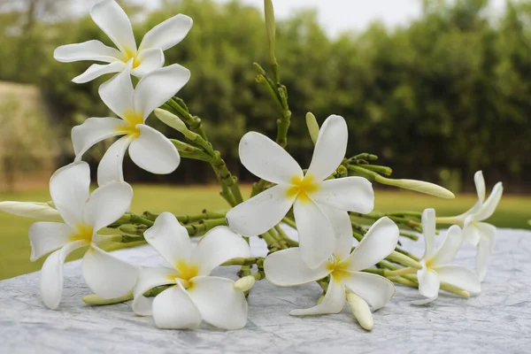 Beautiful Plumeria Flowers Also Known Champa Frangipani Bunch Blooming White — Stock Photo, Image