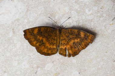 Güzel Ariadne merione kelebeği olarak da bilinir. Yaygın Castor olarak da bilinir. Kahverengi çizgileri olan açık kanatlı organik renk. Beyaz arkaplan