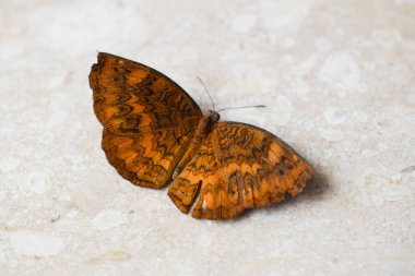 Güzel Ariadne merione kelebeği olarak da bilinir. Yaygın Castor olarak da bilinir. Kahverengi çizgileri olan açık kanatlı organik renk. Beyaz arka planı ile güzel Ariadne merione kelebeği olarak da bilinir, tam açık kanatlı organizma rengi 
