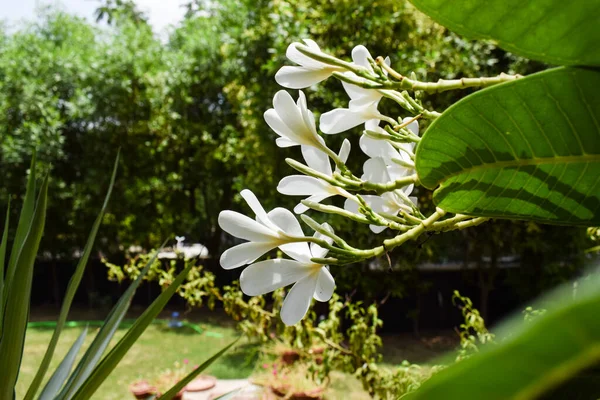 Plumeria Alba Popular Flowers India White Petaled Beautiful Blooming Flower — Stock Photo, Image