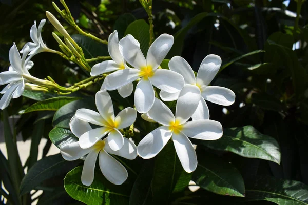 Plumeria Alba Flores Populares India Pétalos Blancos Hermosa Flor Bucnh — Foto de Stock