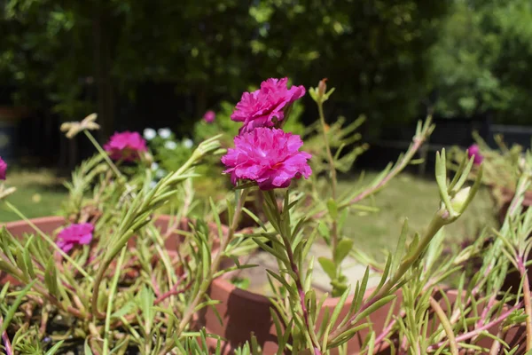 Belles Fleurs Couleur Rose Vif Portulaca Fleurissant Dans Jardin Maison — Photo