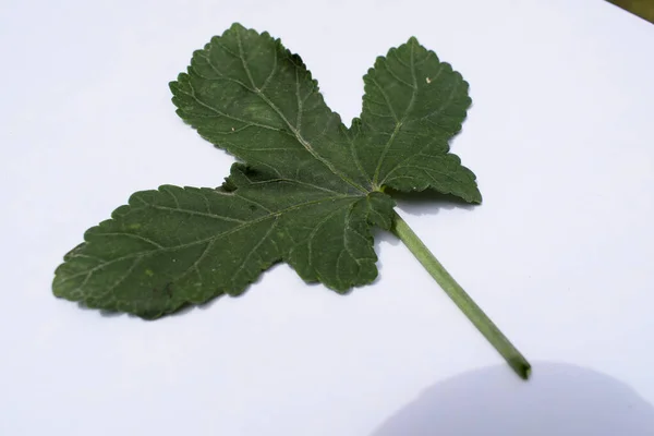 Ladyfinger Leaf Okra Leaf Single Isolated White Background Freshly Plucked — Stock Photo, Image