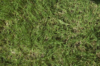 Taze yeşil çimenlerin seçici odak noktası. çimen arkaplan duvar kağıdı arkaplanı