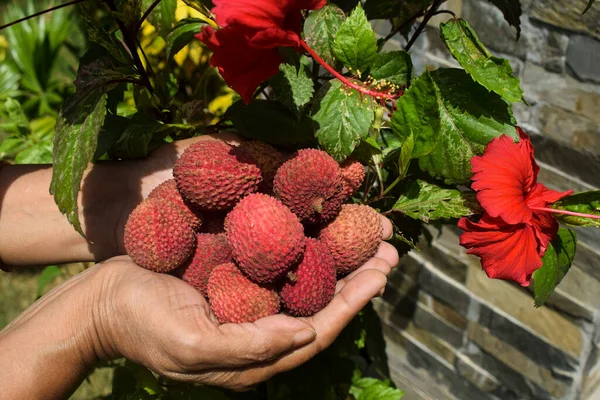 SideFemale holding Litchi fruits with nature outdoor background. (Lichi, Litche, Litchi, Leechi) Fruits in palms