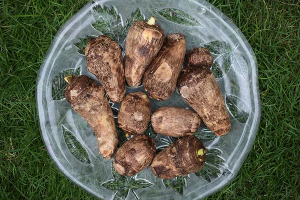 Taro Root White Background Colocasia Elephant Ear Plant Root Rhizome — Stock Photo, Image