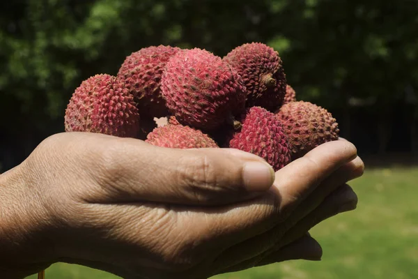 Hasır bambu sepetinde taze koparılmış Lychees meyvesi tutan kadın. Litchi meyveleri, çimlerin üzerinde Leechi yaprakları olan açık hava arka planı. (Lichi, Litche, Litchi, Leechi)