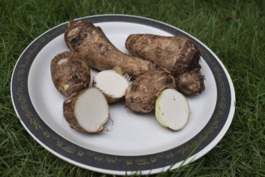 Beyaz arka planda taro kökü. Arbi ya da Arvi olarak da bilinen Colocasia fil kulaklı bitki kökü rhizome sebzesi