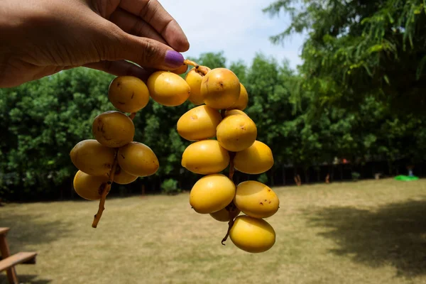 Vrouwelijke Holding Stengel Bos Van Vers Geplukt Geoogst Verse Gele — Stockfoto