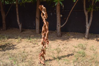 Kurumuş ixora bitkisi yaz mevsiminin sıcak iklimi güneş ışığını sulamadığı için tamamen kurumuş.