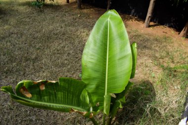 Küçük boy genç Gezgin 'in palmiye ağacı muz palmiyesi bitkisine benziyor. Evin bahçesinde yetişen taze açık yeşil yaprak büyümesi