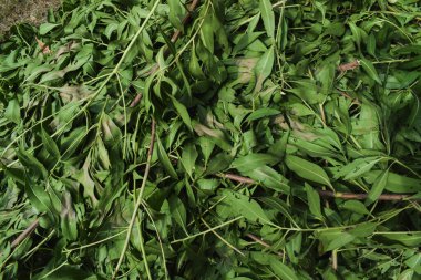 Park evlerinin bahçesinde yeni kesilmiş ağaç dallarının kesilip istiflenmiş arka planı. Fazla ağaç dallarını budamak ve sınırları şekillendirmek