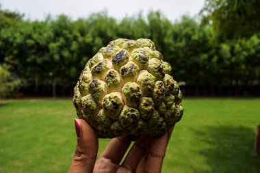 Elinde taze elma meyvesi tutan kadın şeker-elma ya da şerife Annona squamosa olarak da bilinir.. .