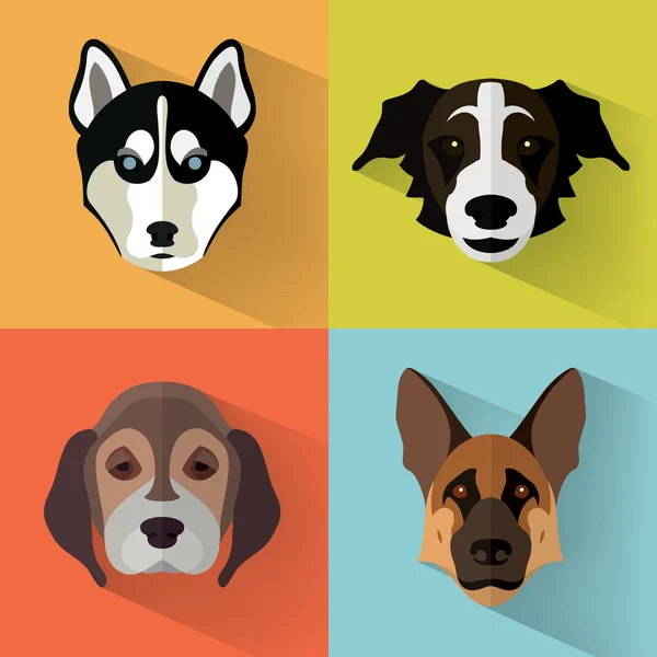 köpek koleksiyonu