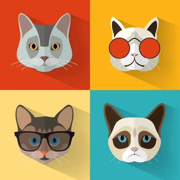 kedi koleksiyonu