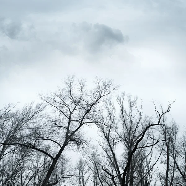 Albero senza foglie — Foto Stock