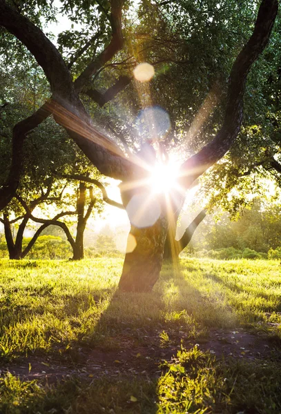 阳光透过树冠在夏天 — 图库照片