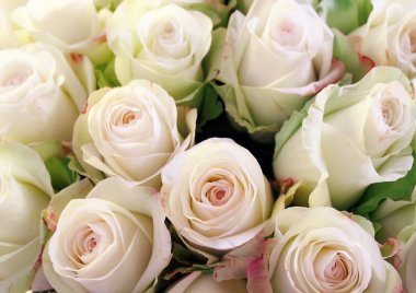 Arkaplan olarak güller