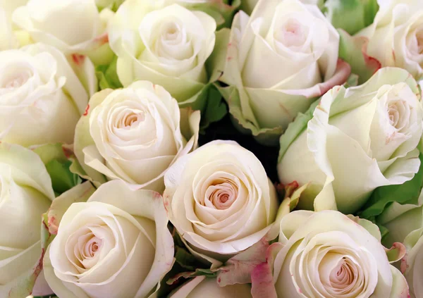 Arkaplan olarak güller