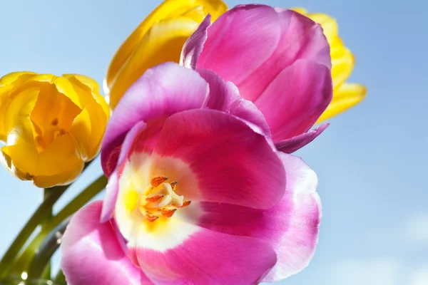 Färgglada tulpaner i varmt solljus — Stockfoto