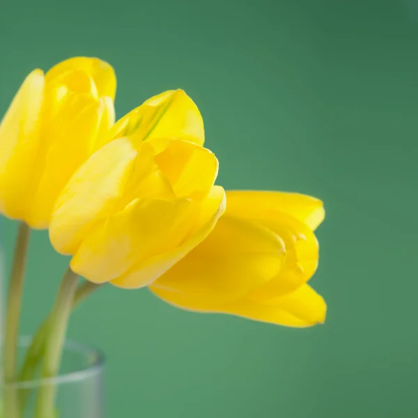 Gula tulpaner i vas — Stockfoto