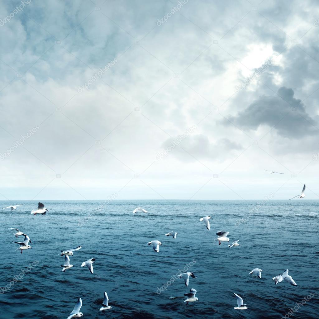 Sea gulls fly