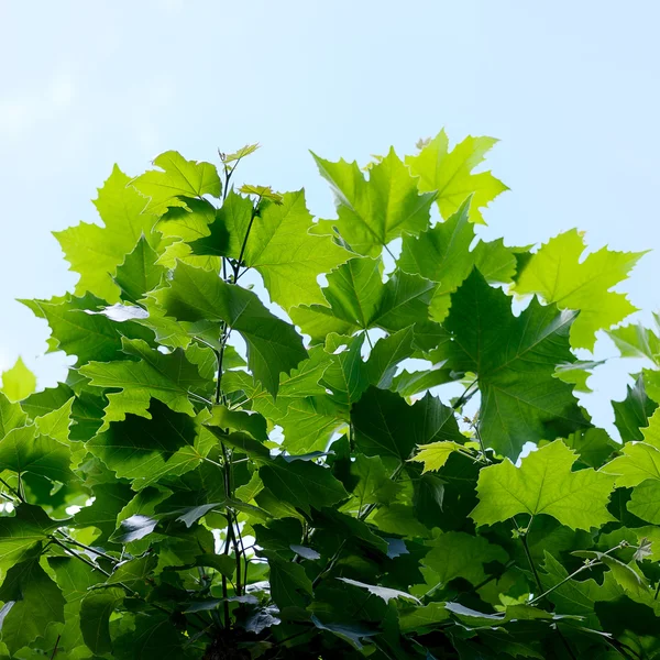Bordo folha verde no céu — Fotografia de Stock