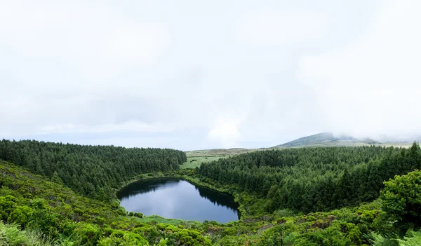 Ren skogstjärn — Stockfoto