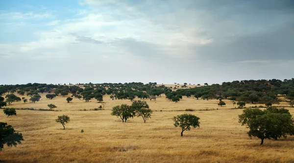 Savana.