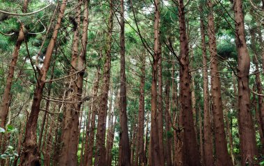 Ormandaki iğne yapraklı ağaçlar