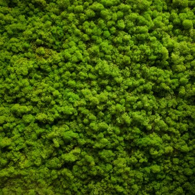 Moss texture clipart