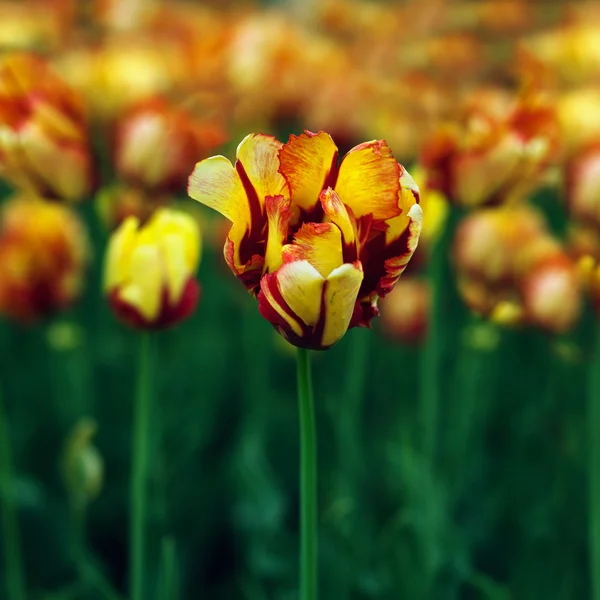 Tulip i fältet — Stockfoto