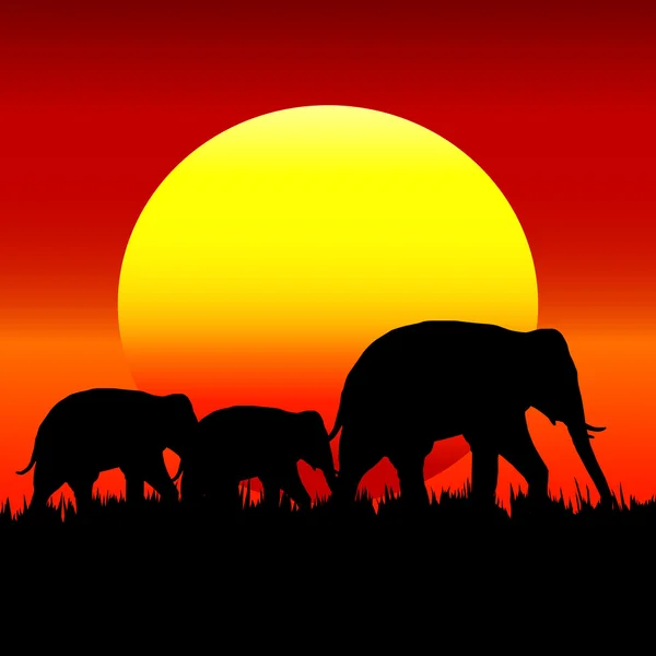 Silueta de elefante con puesta de sol . — Vector de stock